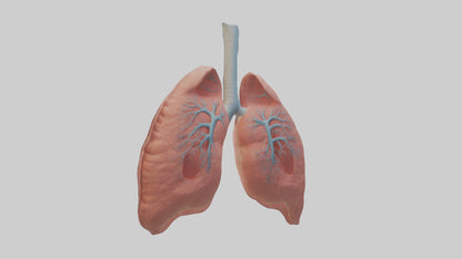 3D model Human Lungs Model VR / AR / low-poly