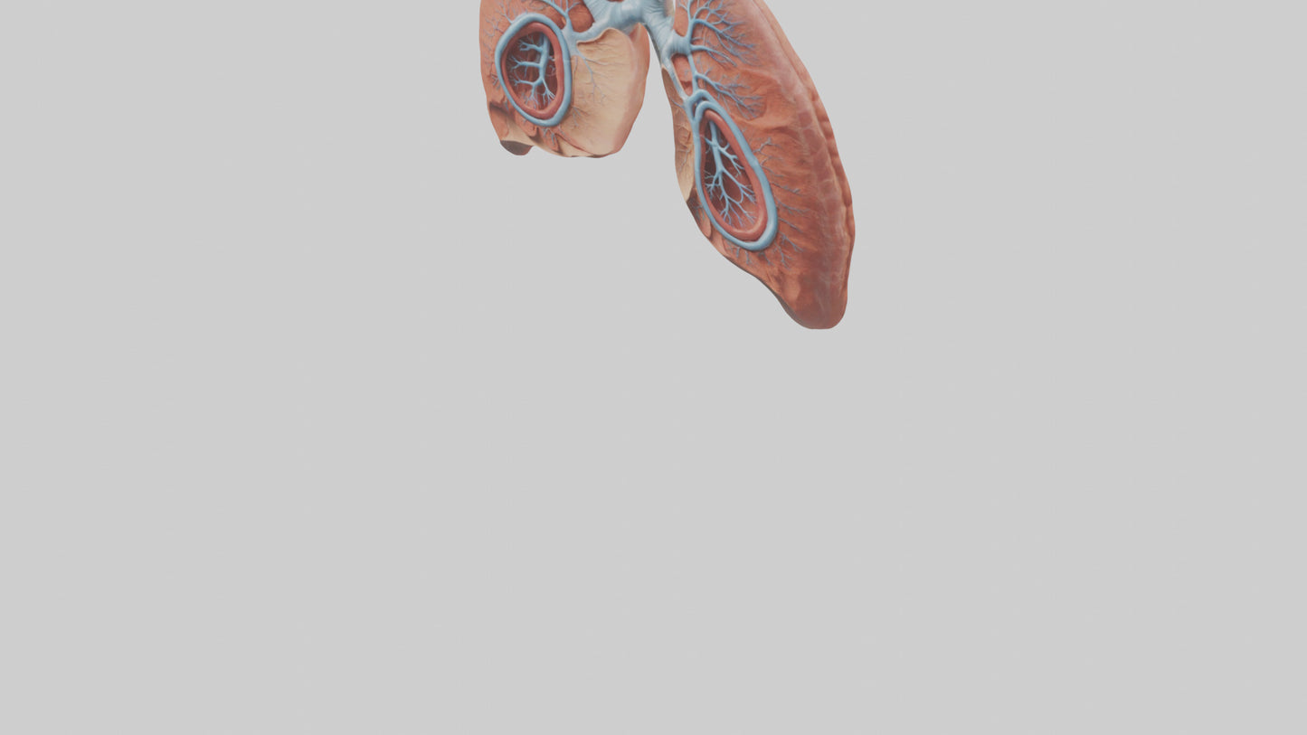 3D model Human Lungs Model VR / AR / low-poly