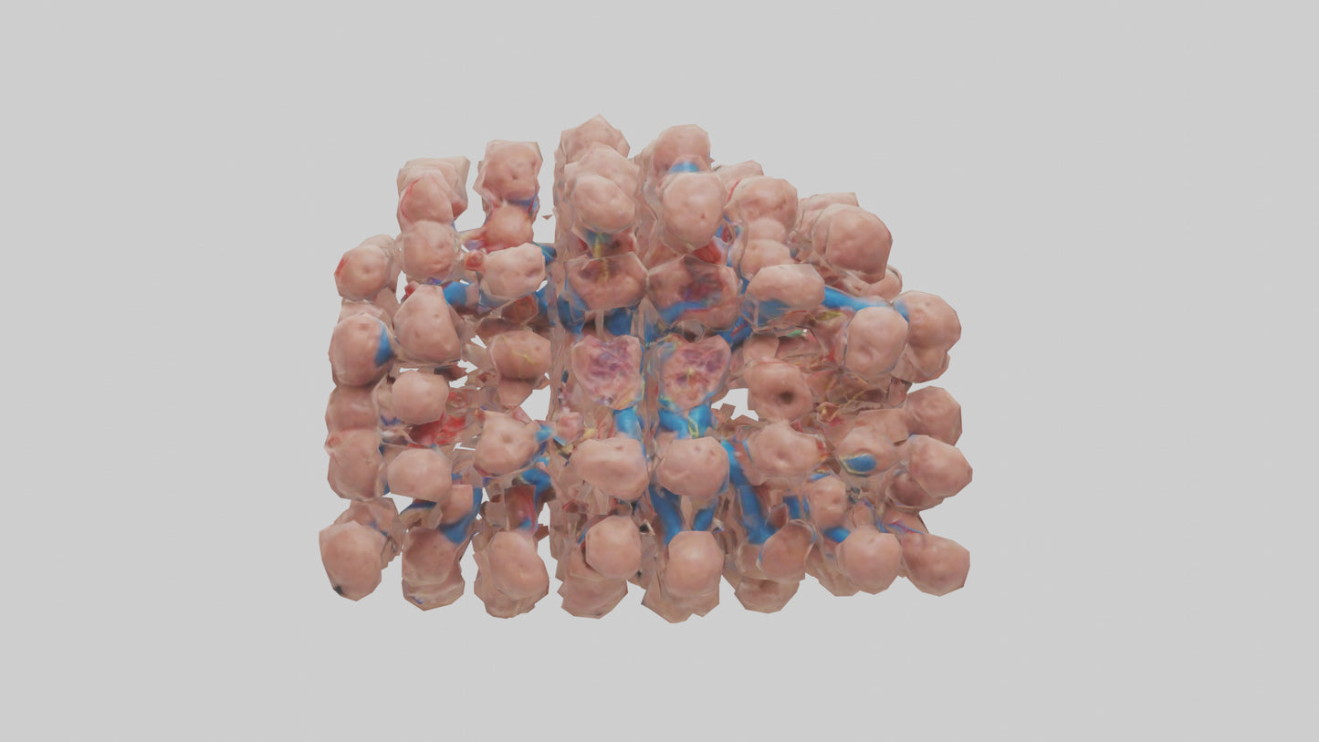 3D model Human Lymph Nodes Model VR / AR / low-poly