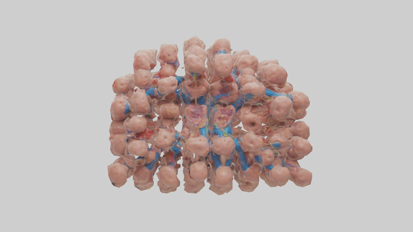 3D model Human Lymph Nodes Model VR / AR / low-poly