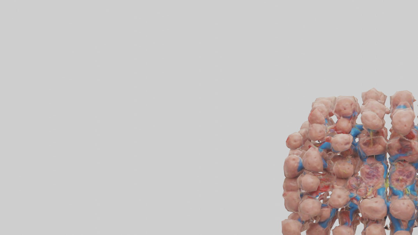 3D model Human Lymph Nodes Model VR / AR / low-poly