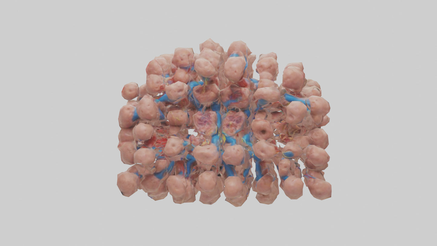 3D model Human Lymph Nodes Model VR / AR / low-poly