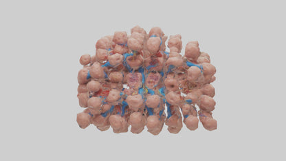 3D model Human Lymph Nodes Model VR / AR / low-poly