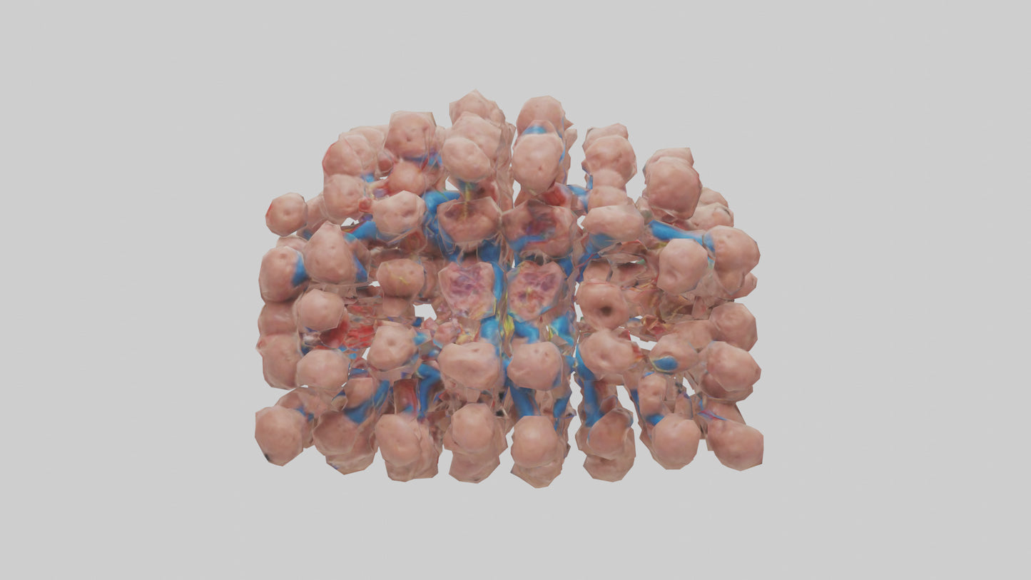 3D model Human Lymph Nodes Model VR / AR / low-poly