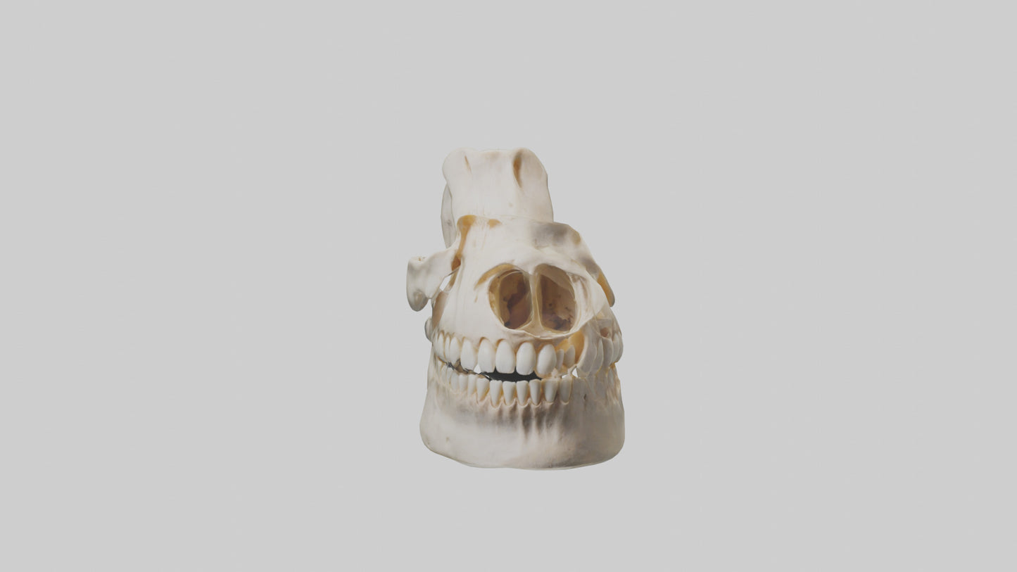 Human Mandible Model VR / AR / low-poly