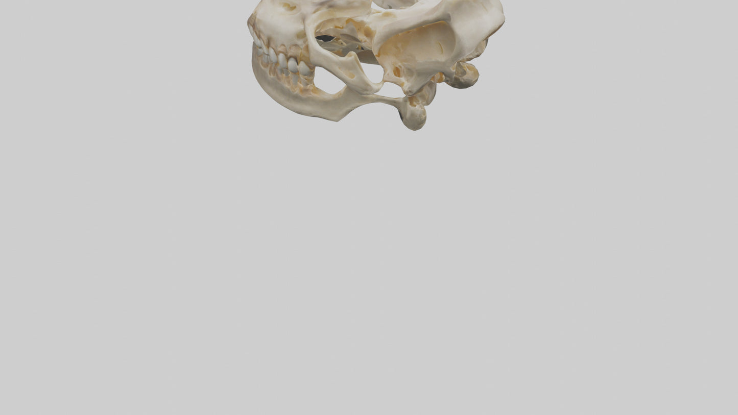 Human Mandible Model VR / AR / low-poly
