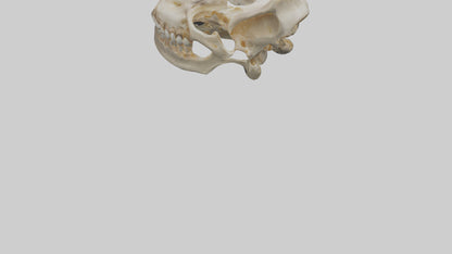 Human Mandible Model VR / AR / low-poly