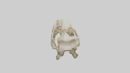 Human Mandible Model VR / AR / low-poly