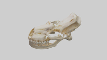 Human Mandible Model VR / AR / low-poly
