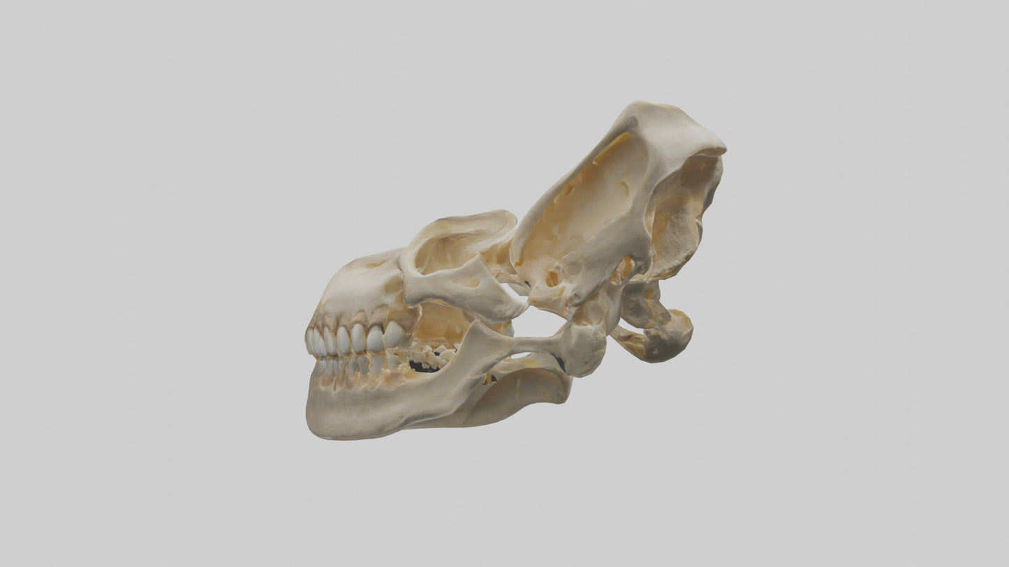 Human Mandible Model VR / AR / low-poly