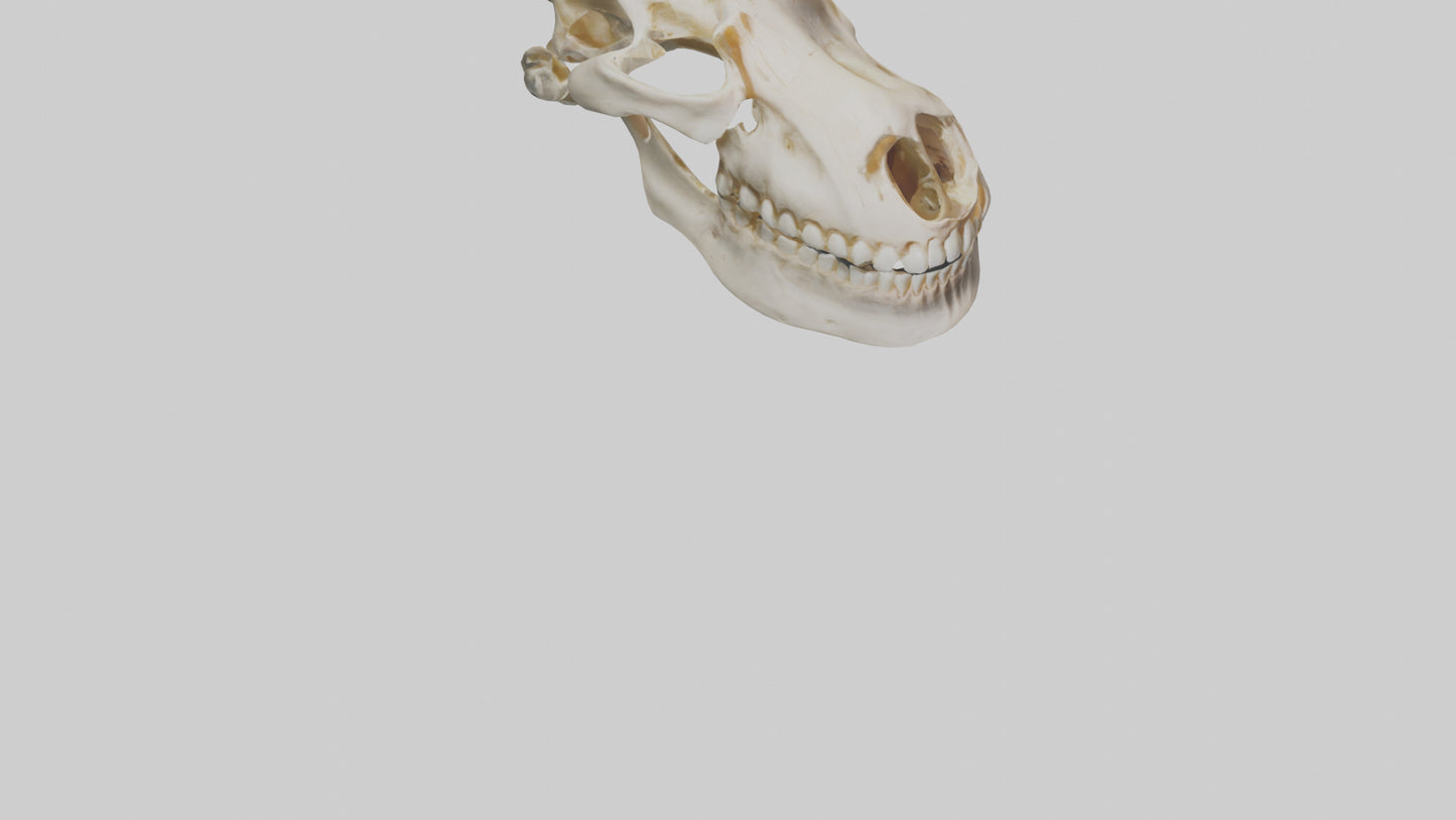 Human Mandible Model VR / AR / low-poly
