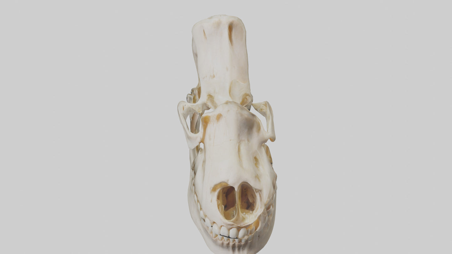 Human Mandible Model VR / AR / low-poly