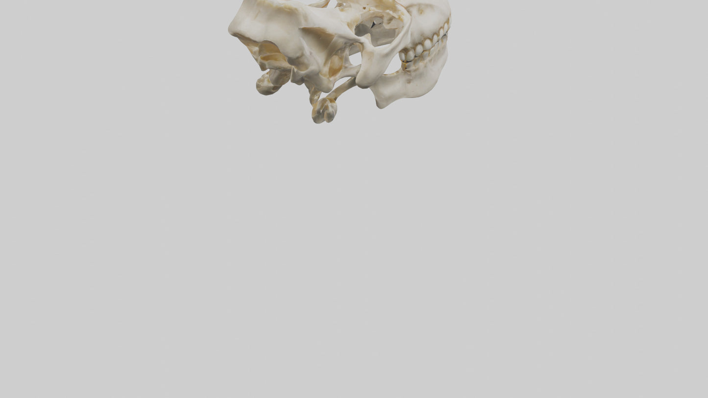 Human Mandible Model VR / AR / low-poly