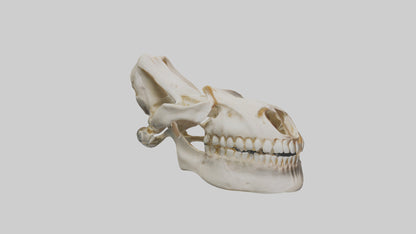 Human Mandible Model VR / AR / low-poly
