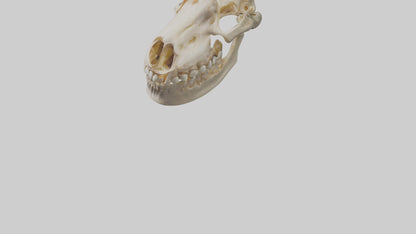 Human Mandible Model VR / AR / low-poly