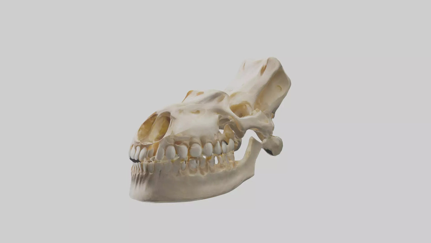 Human Mandible Model VR / AR / low-poly