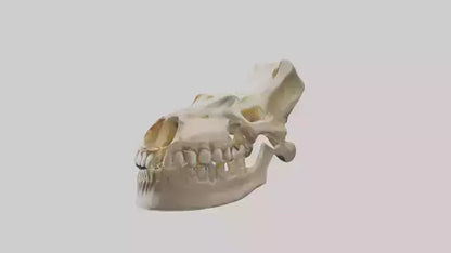 Human Mandible Model VR / AR / low-poly