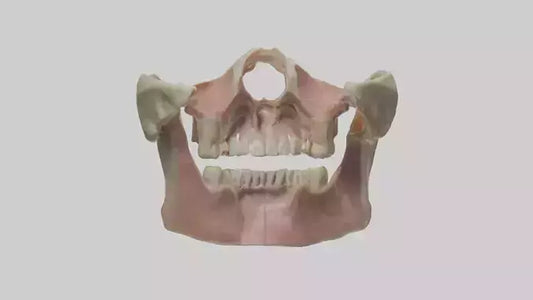 3D model Human Maxilla Model VR / AR / low-poly