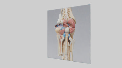 3D model Human Medial Collateral Ligament Model VR / AR / low-poly