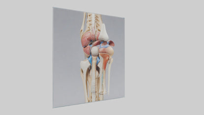 3D model Human Medial Collateral Ligament Model VR / AR / low-poly