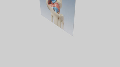 3D model Human Medial Collateral Ligament Model VR / AR / low-poly