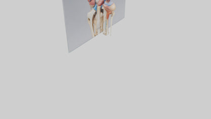 3D model Human Medial Collateral Ligament Model VR / AR / low-poly
