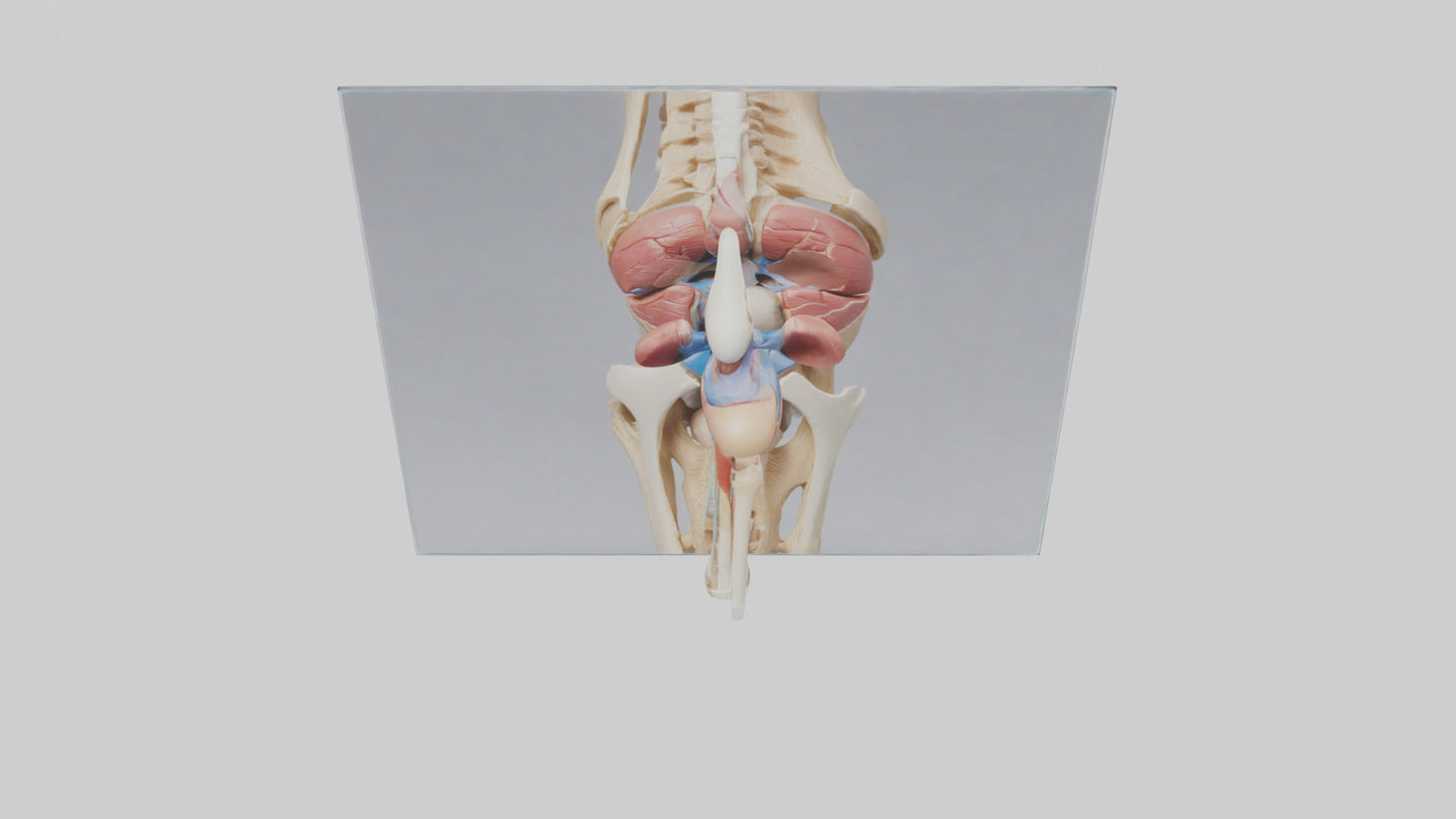 3D model Human Medial Collateral Ligament Model VR / AR / low-poly
