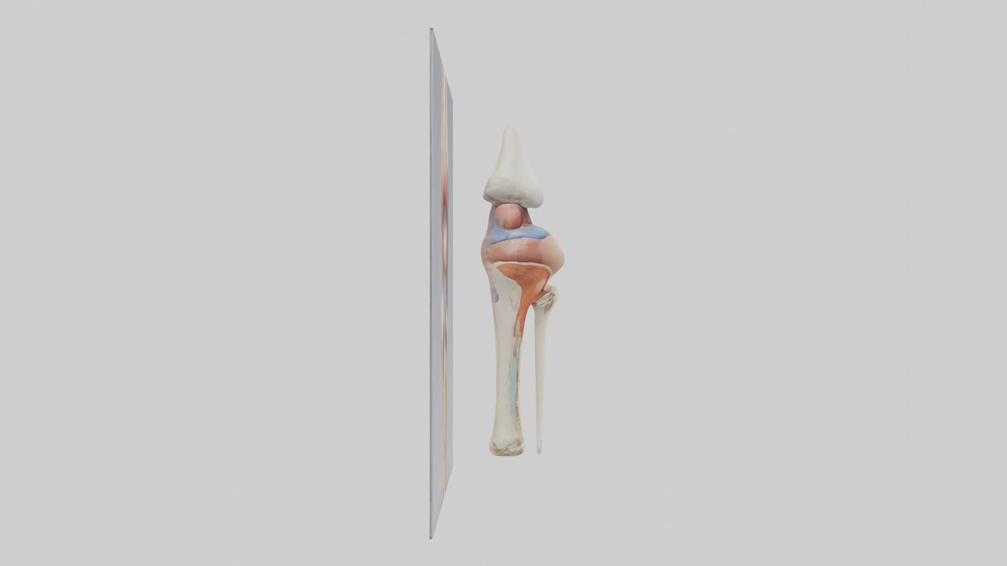 3D model Human Medial Collateral Ligament Model VR / AR / low-poly