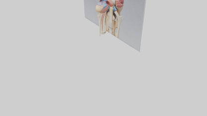 3D model Human Medial Collateral Ligament Model VR / AR / low-poly