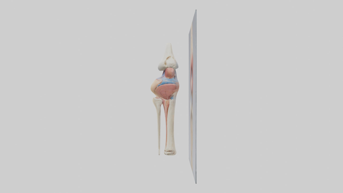 3D model Human Medial Collateral Ligament Model VR / AR / low-poly