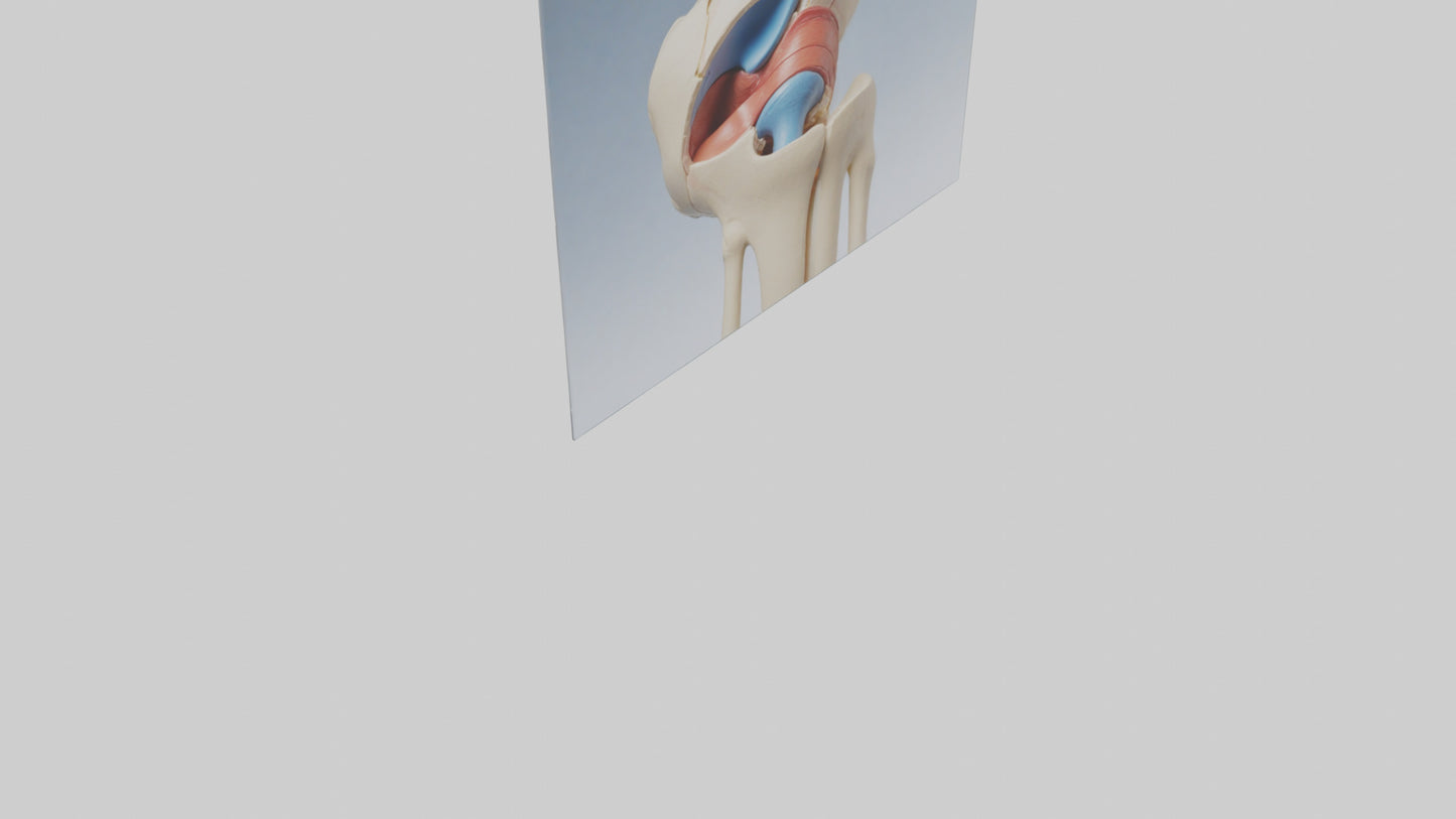 3D model Human Medial Collateral Ligament Model VR / AR / low-poly