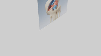 3D model Human Medial Collateral Ligament Model VR / AR / low-poly