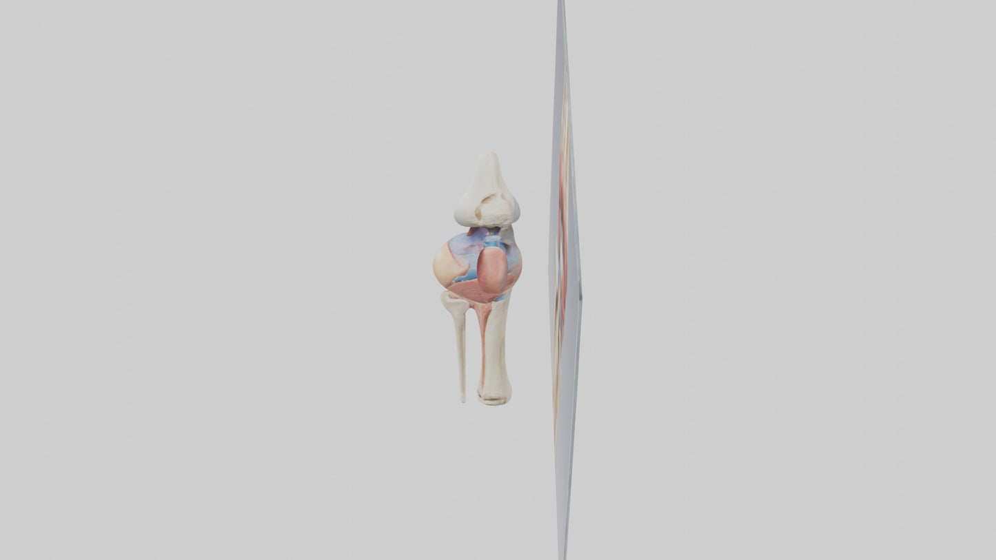 3D model Human Medial Collateral Ligament Model VR / AR / low-poly