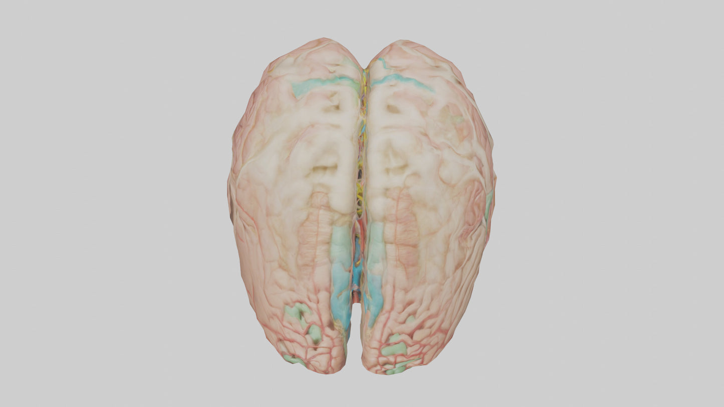 Human Medulla Oblongata Model VR / AR / low-poly
