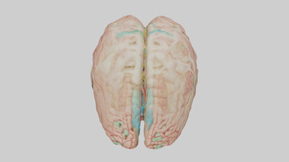 Human Medulla Oblongata Model VR / AR / low-poly