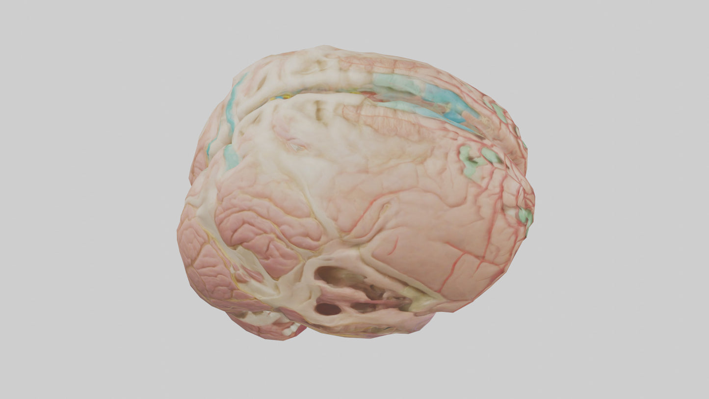 Human Medulla Oblongata Model VR / AR / low-poly