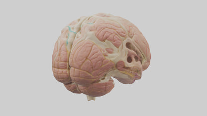 Human Medulla Oblongata Model VR / AR / low-poly