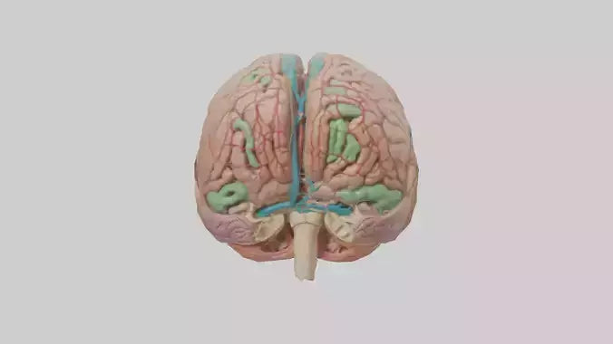 Human Medulla Oblongata Model VR / AR / low-poly