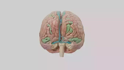 Human Medulla Oblongata Model VR / AR / low-poly