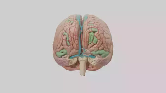 Human Medulla Oblongata Model VR / AR / low-poly