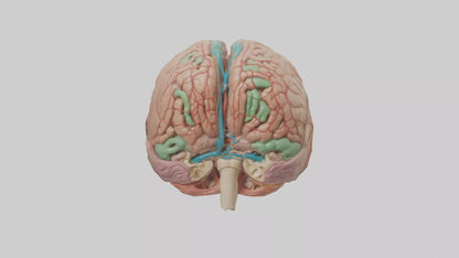 Human Medulla Oblongata Model VR / AR / low-poly