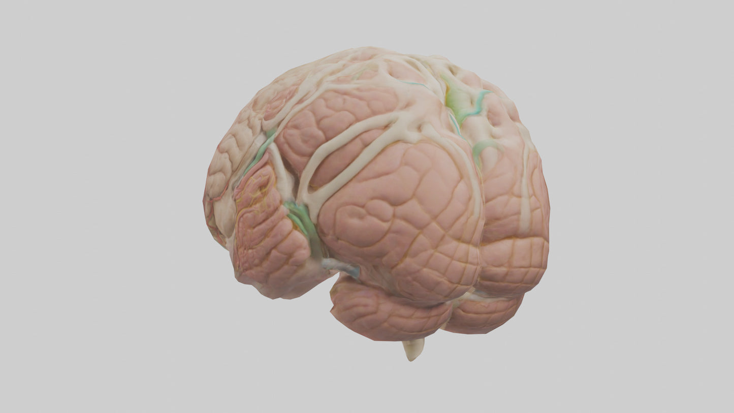 Human Medulla Oblongata Model VR / AR / low-poly