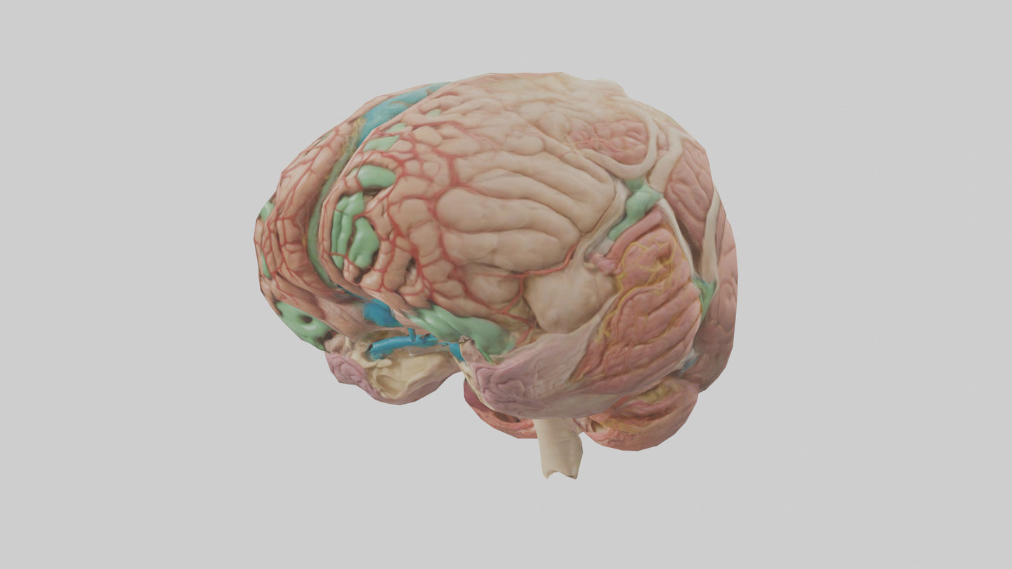 Human Medulla Oblongata Model VR / AR / low-poly