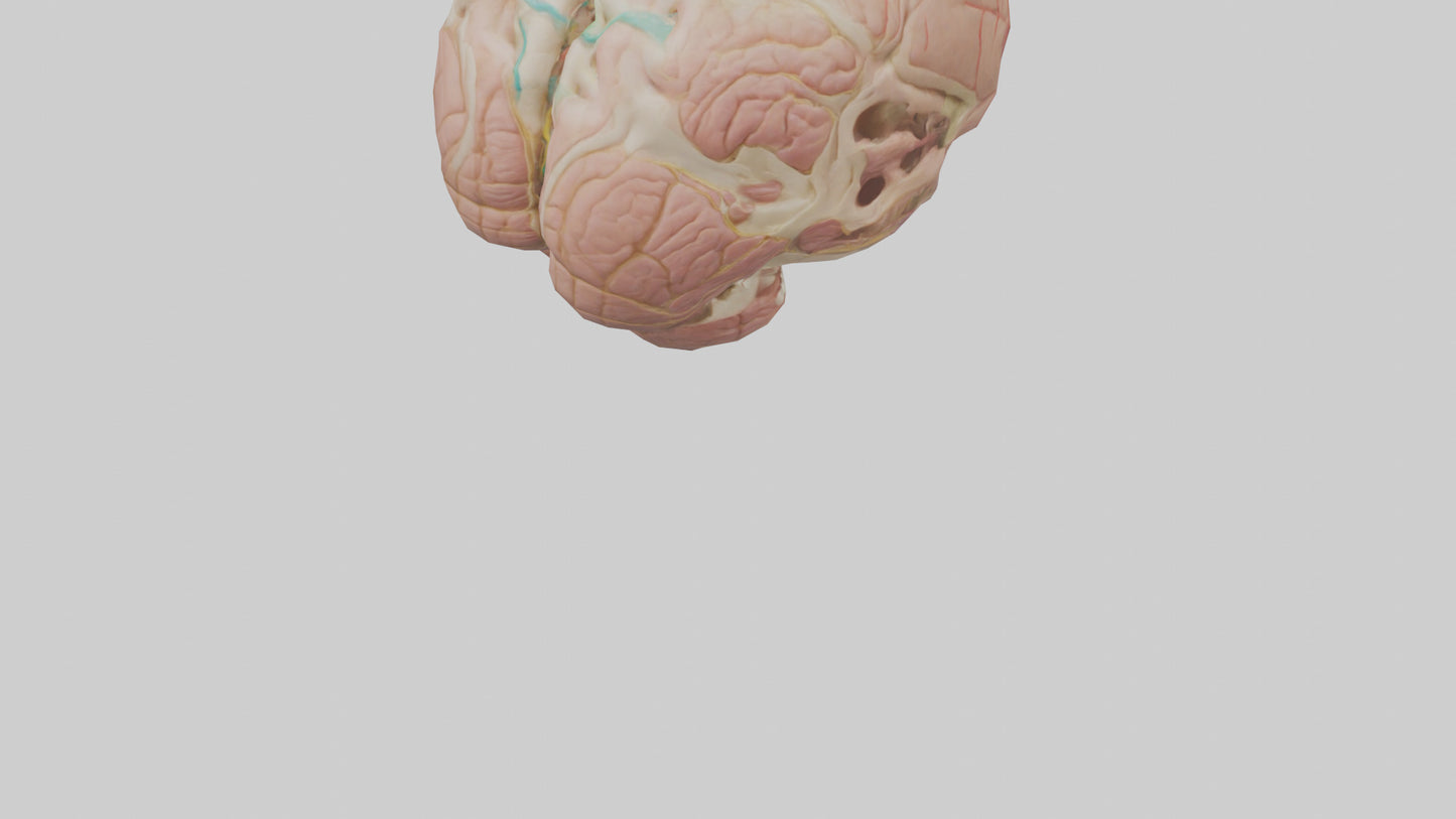Human Medulla Oblongata Model VR / AR / low-poly