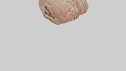 Human Medulla Oblongata Model VR / AR / low-poly