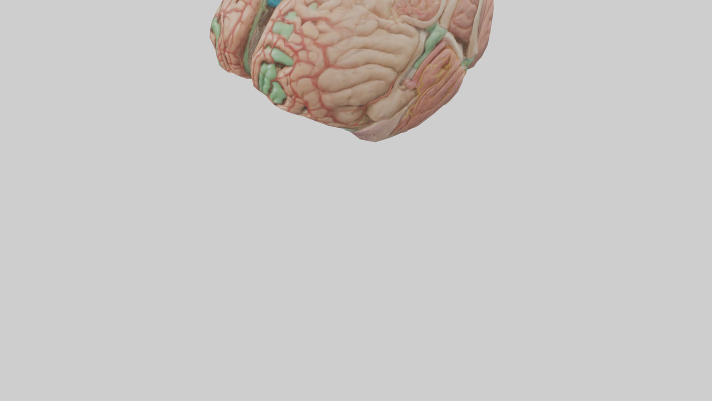 Human Medulla Oblongata Model VR / AR / low-poly