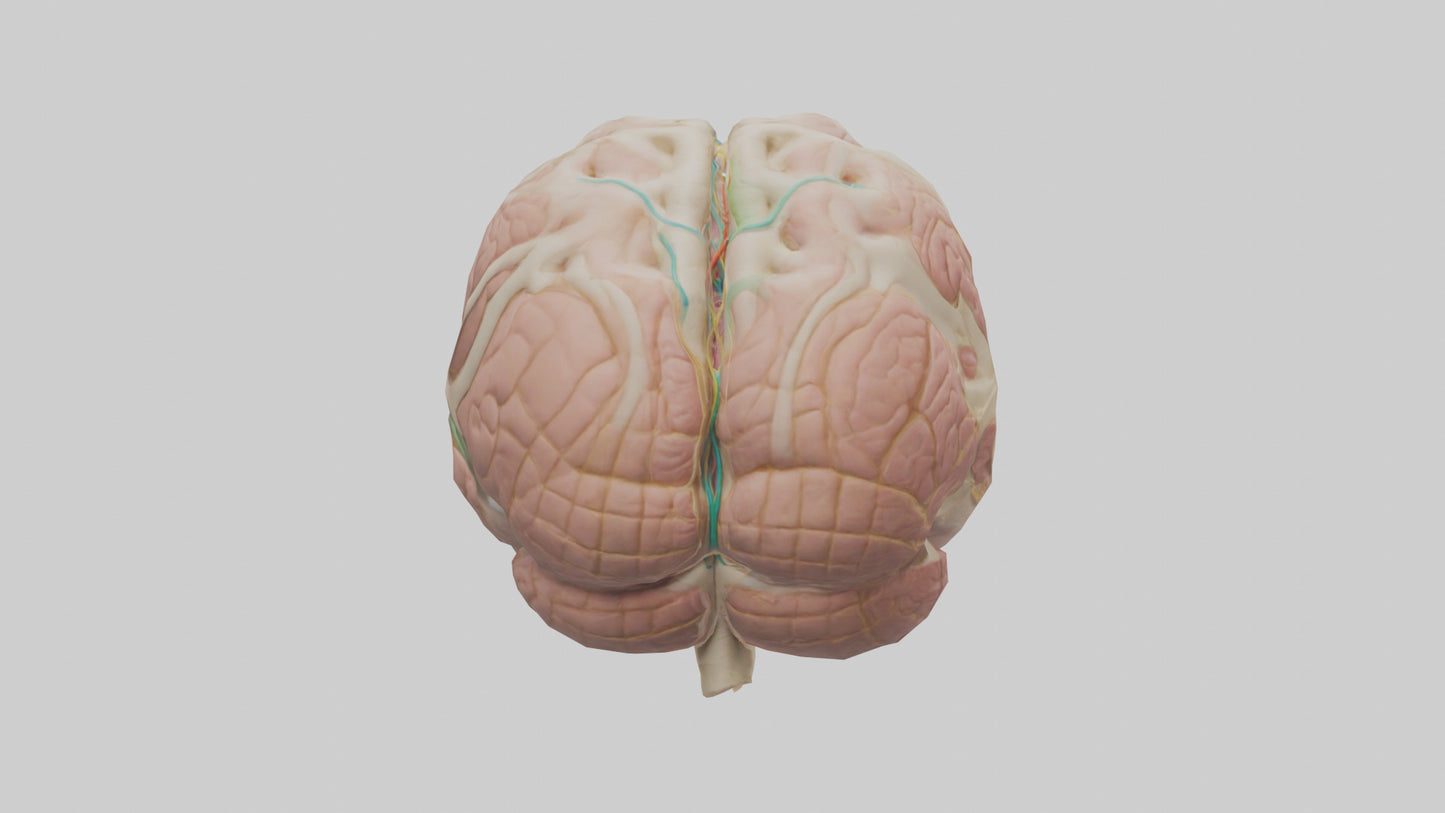 Human Medulla Oblongata Model VR / AR / low-poly
