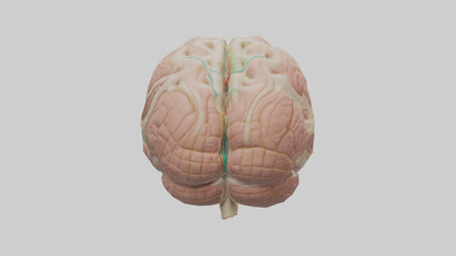 Human Medulla Oblongata Model VR / AR / low-poly