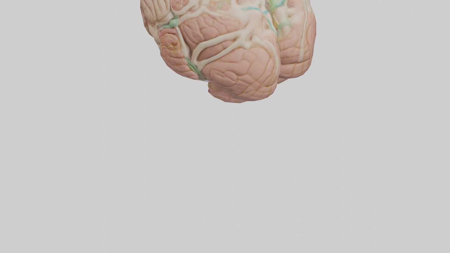 Human Medulla Oblongata Model VR / AR / low-poly