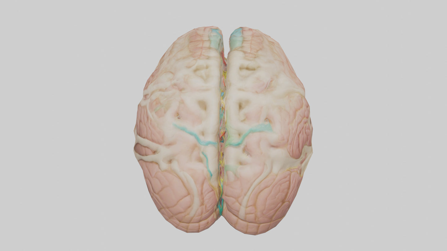 Human Medulla Oblongata Model VR / AR / low-poly